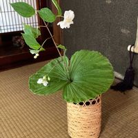 バイカウツギ,クマガイソウ,梅花空木,熊谷草（クマガイソウ）,白い花の画像