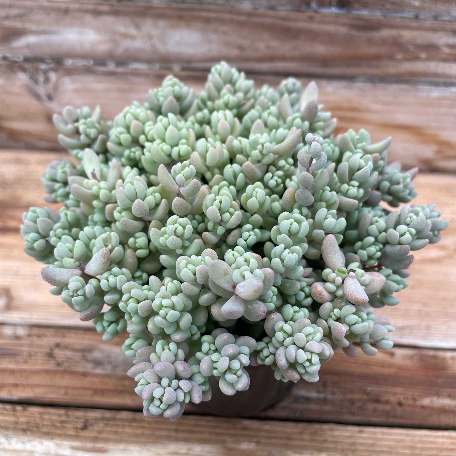 🪴パープルヘイズのご紹介🪴｜🍀GreenSnap（グリーンスナップ）