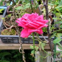 キングサリ,ネムノキ,バラ,バラ,ホタルブクロの画像