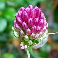 ヒマワリ,百日草,初夏の花,コキア(ホウキグサ),アリウム丹頂の画像