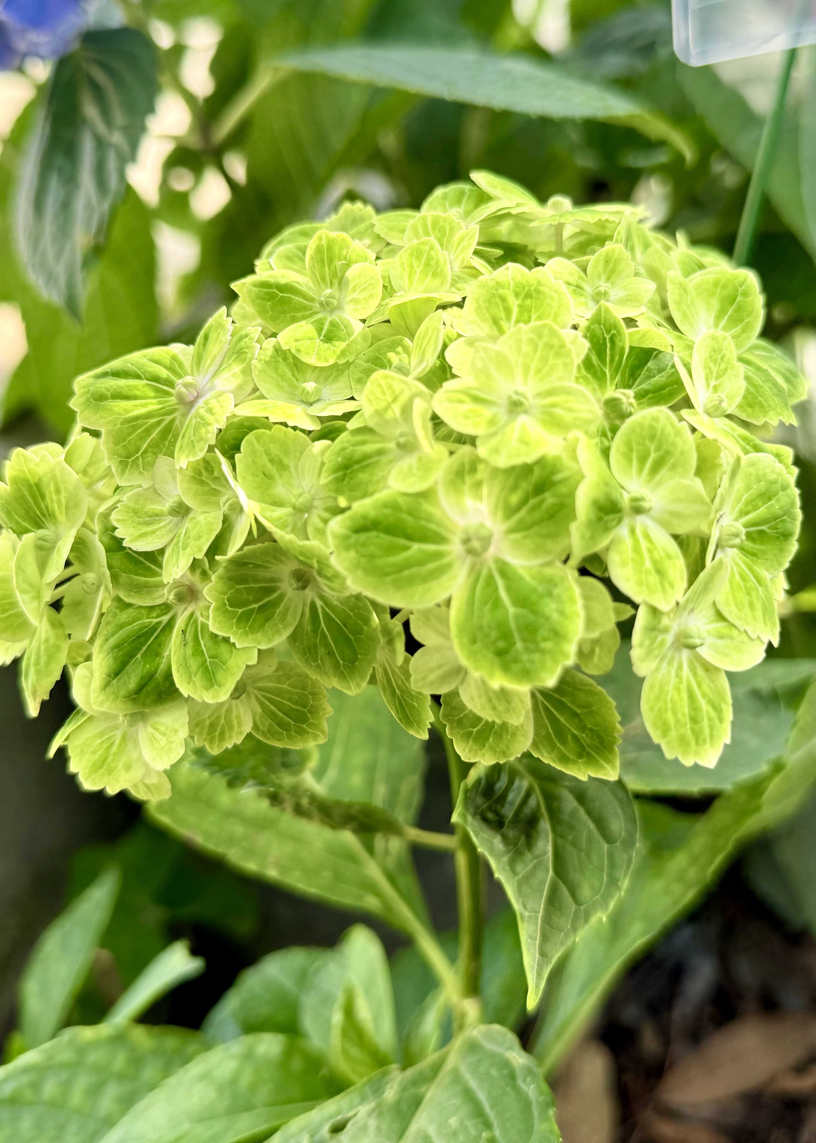 茶々様 リクエスト 2点 まとめ商品　紫陽花　アジサイ　エスメラルダ　ふるふる 楽天市場】【開花株】アジサイ（紫陽花・あじさい）ふるふる