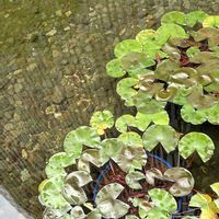 ガマ,スイレン,グランフロント大阪の画像