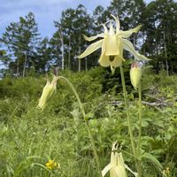 アヤメ,タニウツギ,ノイバラ,サラサドウダン,ヤマオダマキの画像
