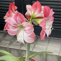 アマリリス,十二の巻,グレープフルーツ,クチナシ　八重咲き,きれいの画像