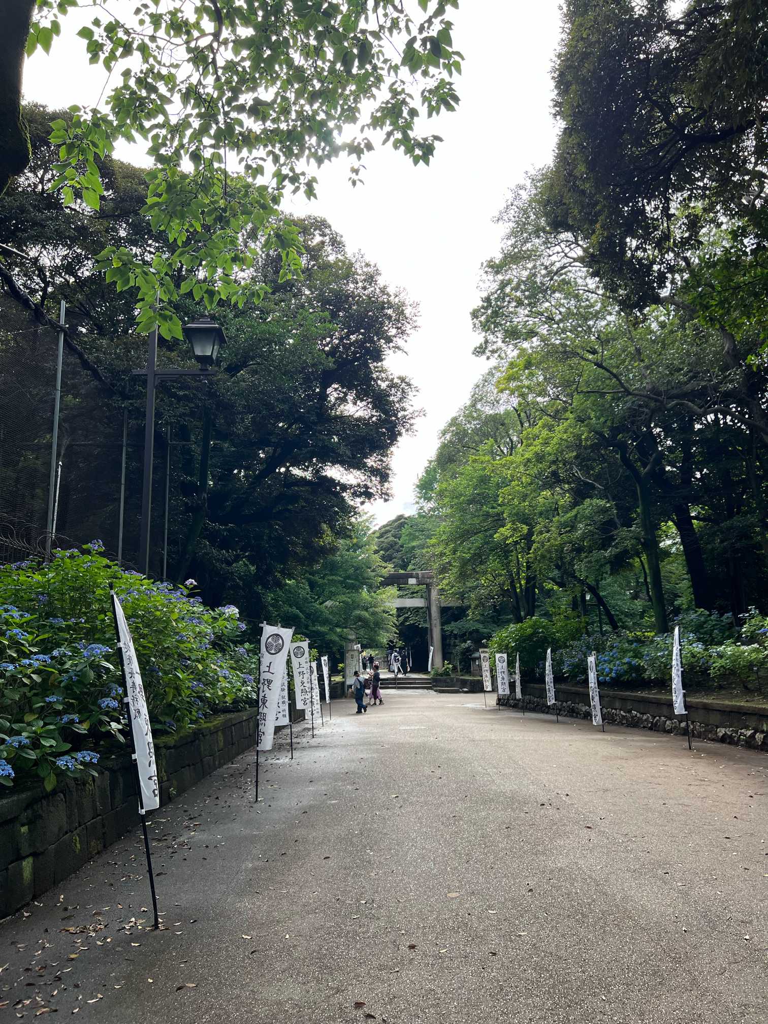 上野東照宮の紫陽花｜🍀GreenSnap（グリーンスナップ）