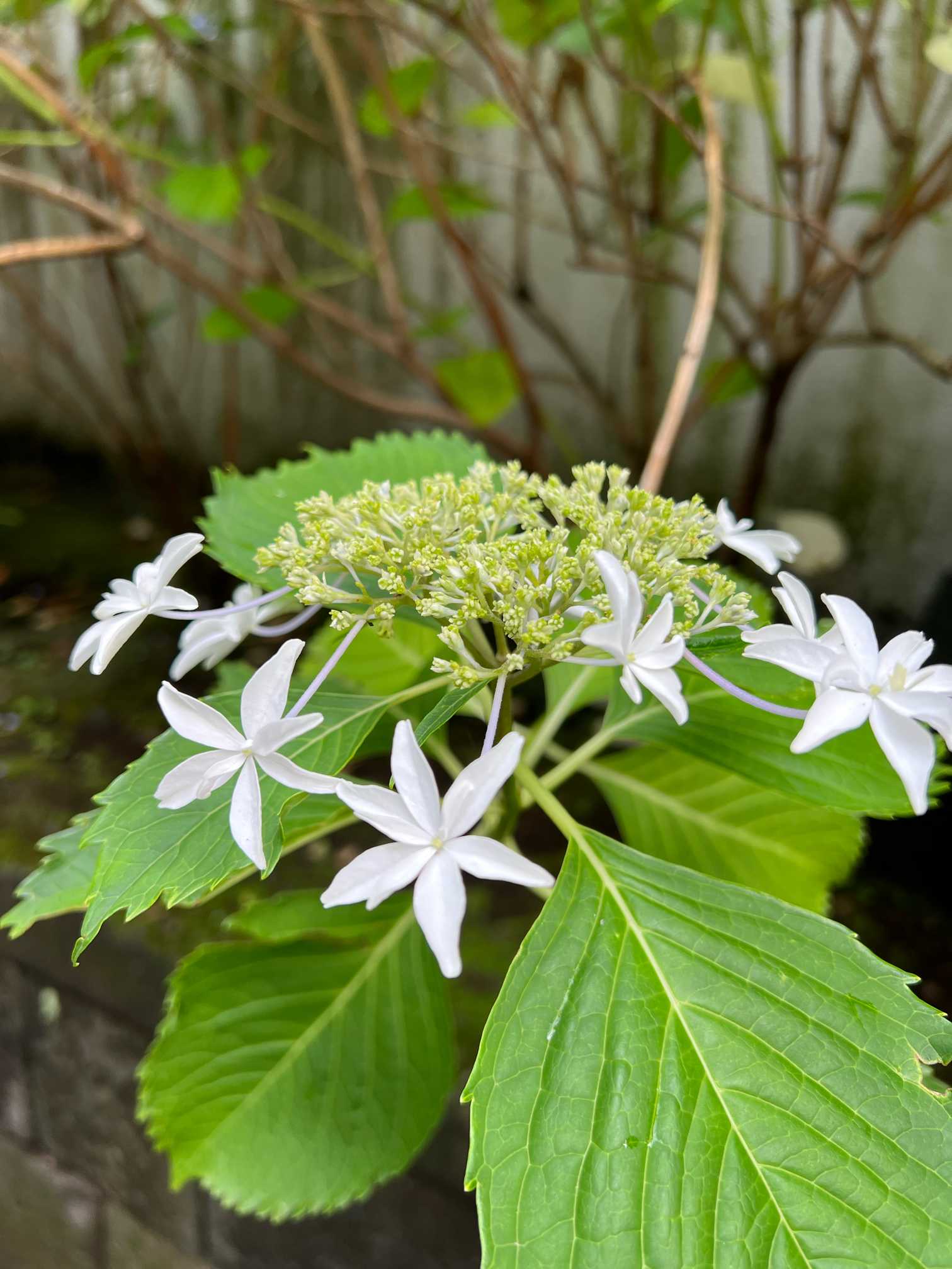 上野東照宮の紫陽花｜🍀GreenSnap（グリーンスナップ）