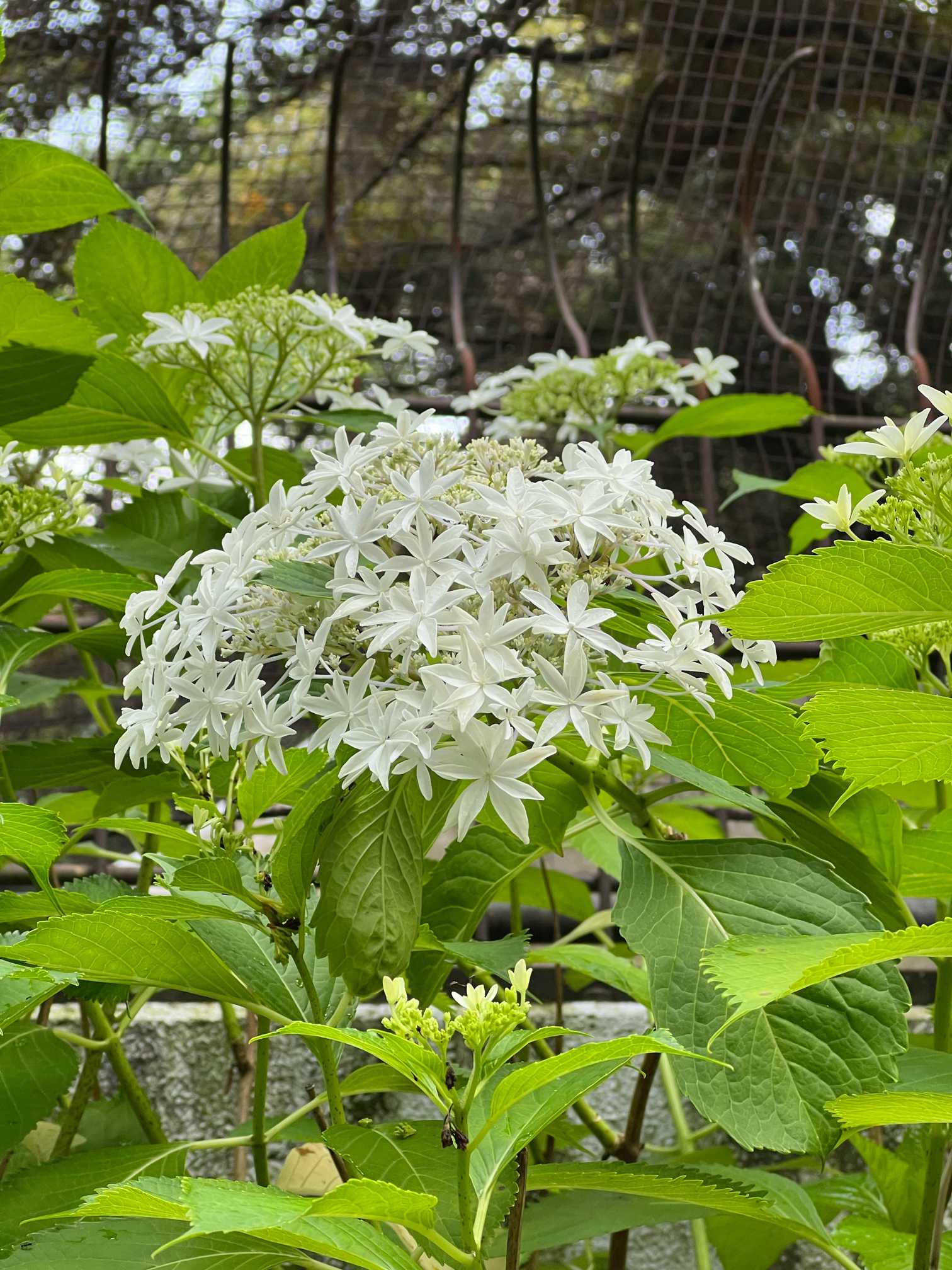 上野東照宮の紫陽花｜🍀GreenSnap（グリーンスナップ）