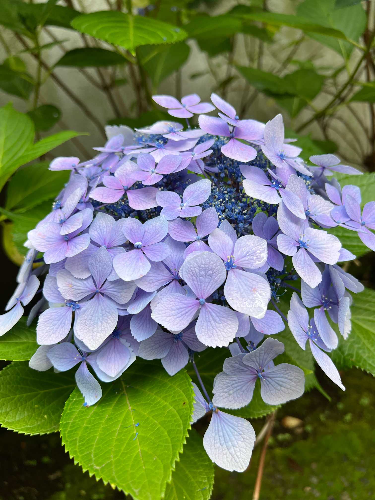 上野東照宮の紫陽花｜🍀GreenSnap（グリーンスナップ）