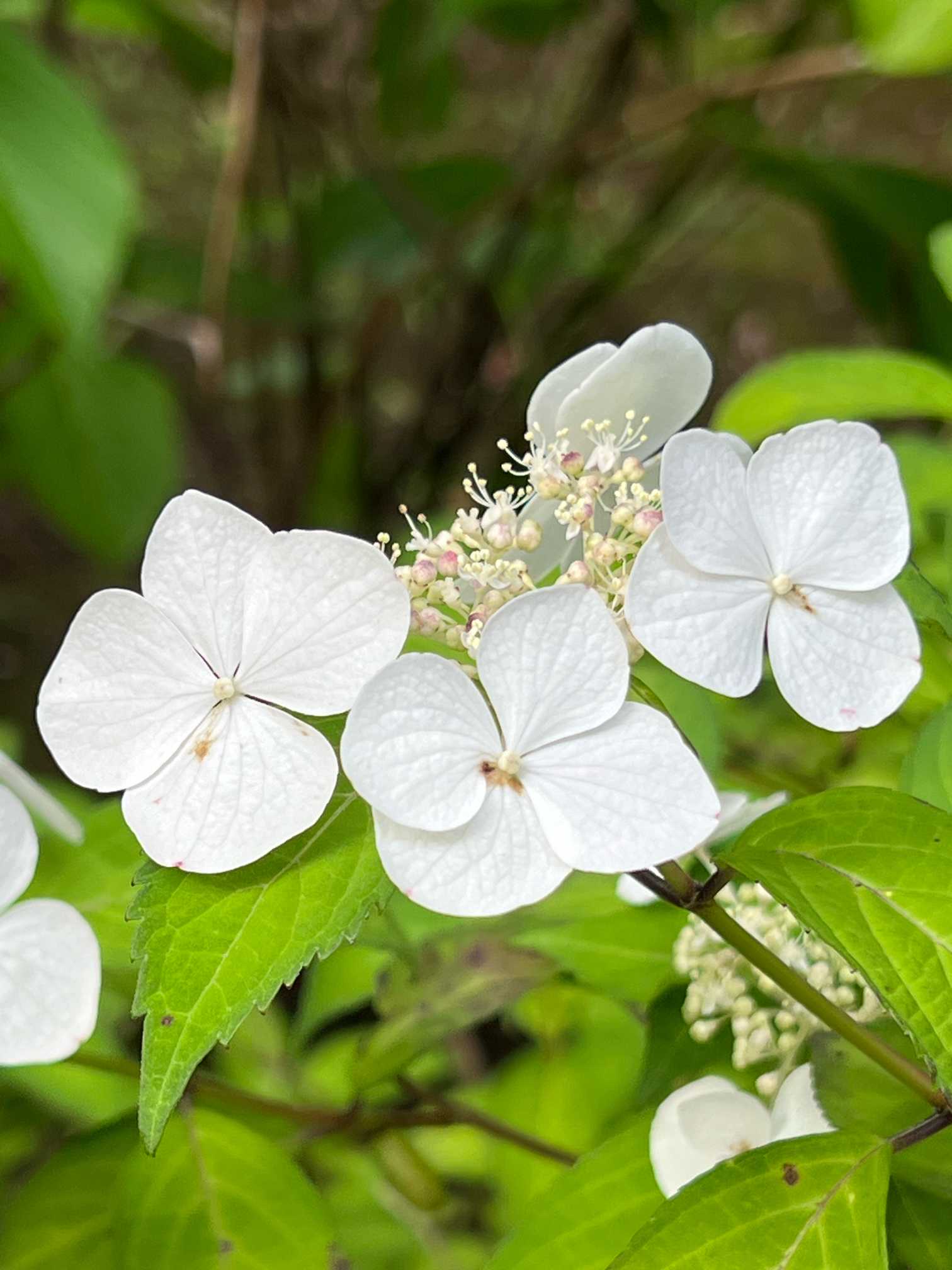 上野東照宮の紫陽花｜🍀GreenSnap（グリーンスナップ）