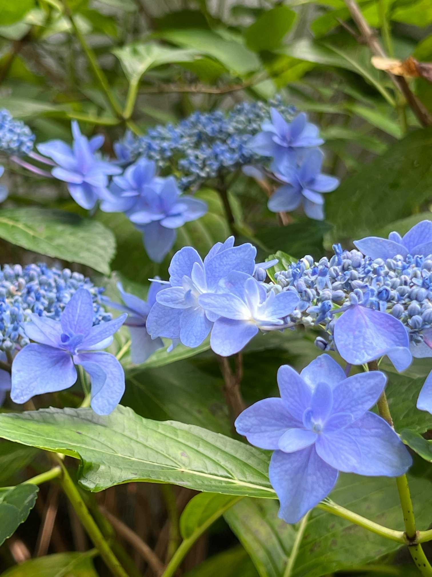 上野東照宮の紫陽花｜🍀GreenSnap（グリーンスナップ）