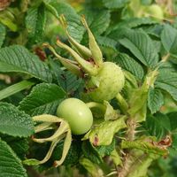 ハマナス,ローズヒップ,ローズヒップ,果実,落葉低木の画像