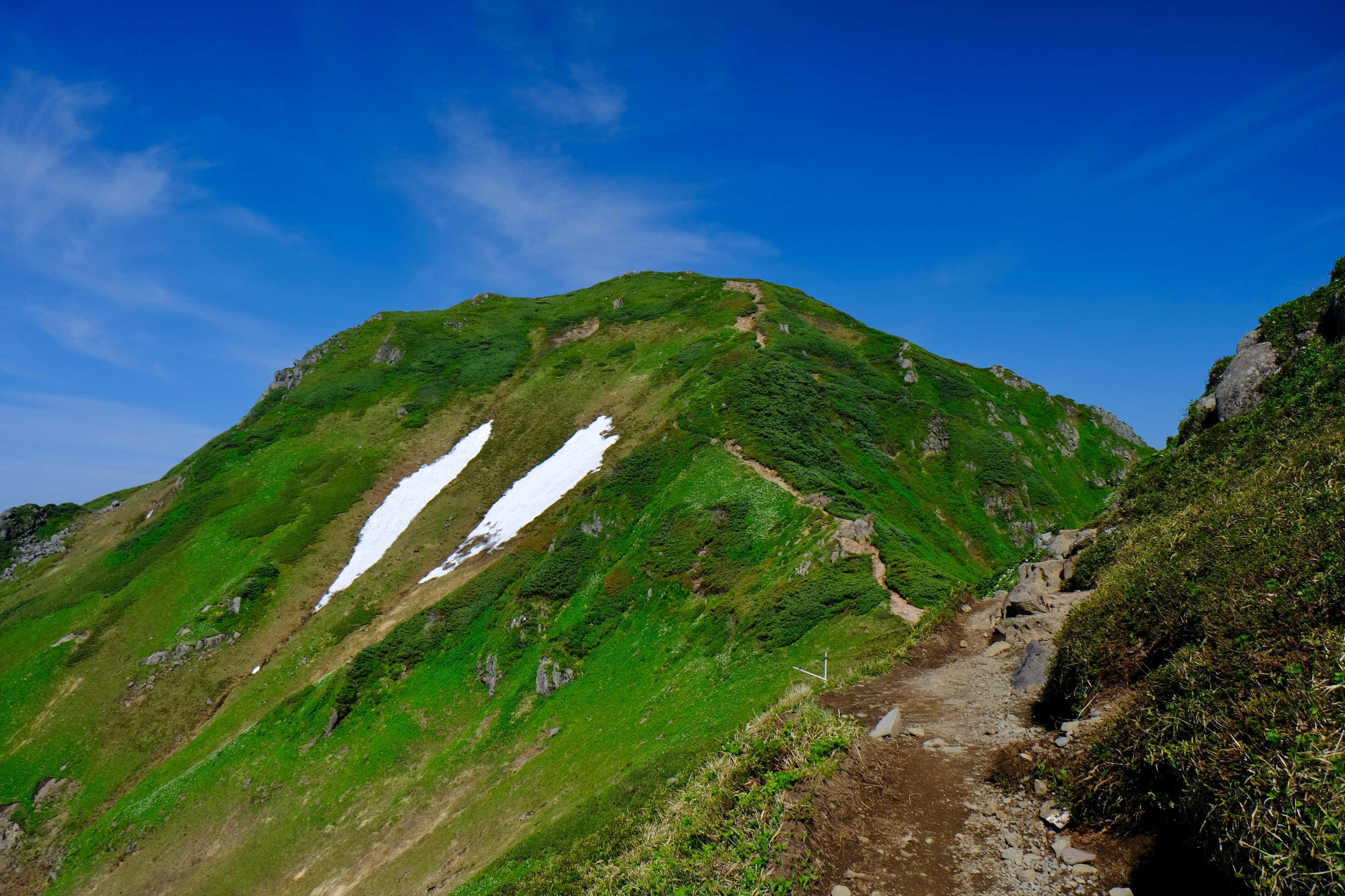 富良野岳の花たち 2025/6/25｜🍀GreenSnap（グリーンスナップ）