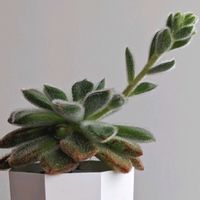 セトーサ,ベランダガーデニング,多肉多肉多肉,狭いベランダ,ベランダタニラーの画像