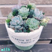 パリダム,ミルクゥージ,シルバーペット,名無し,メキシコ万年草の画像