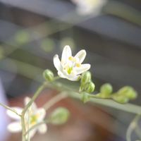 オーニソガラム,ビザール プランツ,多肉植物,ビザールプランツ,東向きベランダの画像