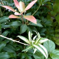 オリヅルラン,馬酔木(アセビ）,アセビの新芽の画像