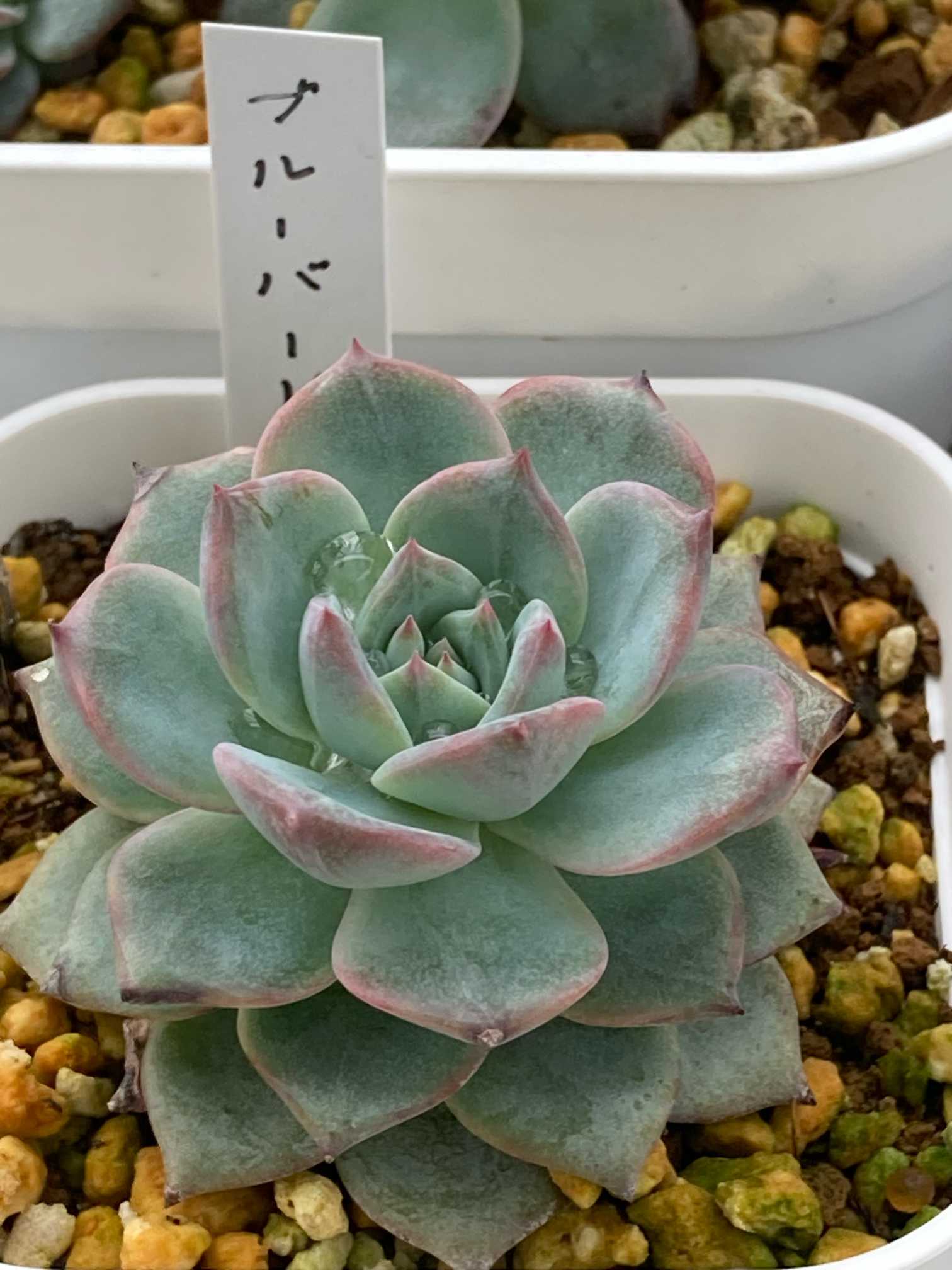 ブルーバードの胴切りと葉挿しっ子の成長記録💙｜🍀GreenSnap