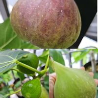 パイナップルリリー,無花果,檸檬,ノンビリすこしづつ…の画像