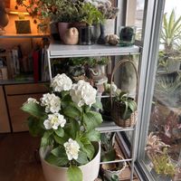 サボテン,ベゴニア,紫陽花,アガベ・ベネズエラ,サラセニア、の画像