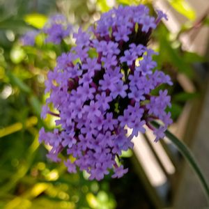 屋上庭園の画像