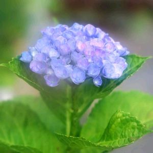 アジサイ,ハイドランジア マジカル,お庭,アジサイ　紫陽花,紫陽花 アジサイ あじさいの画像
