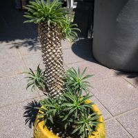 ソテツキリン,ソテツキリン,植欲が止まらない,GS映え,GS日和の画像