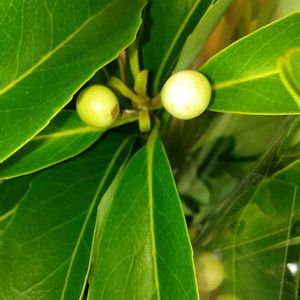 果物,山野草,花木,自家栽培の野菜達,害虫駆除の画像