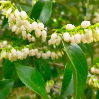 ザクロ,アベリア,ナンキンハゼ,ラクウショウ,シャシャンボの画像