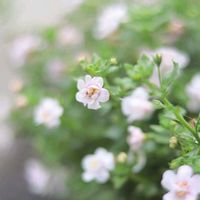 バコパ,ステラ,八重咲きバコパ,鉢植え,ピンクの花の画像
