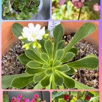 カランコエ,ルドベキア,イトバハルシャギク,フサスグリ,レウィシア（白）の画像