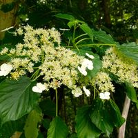 ツルアジサイ,可愛い,山野草,白い花,北海道の画像