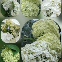 セキチク,アナベル,アナベル,アメリカノリノキの画像