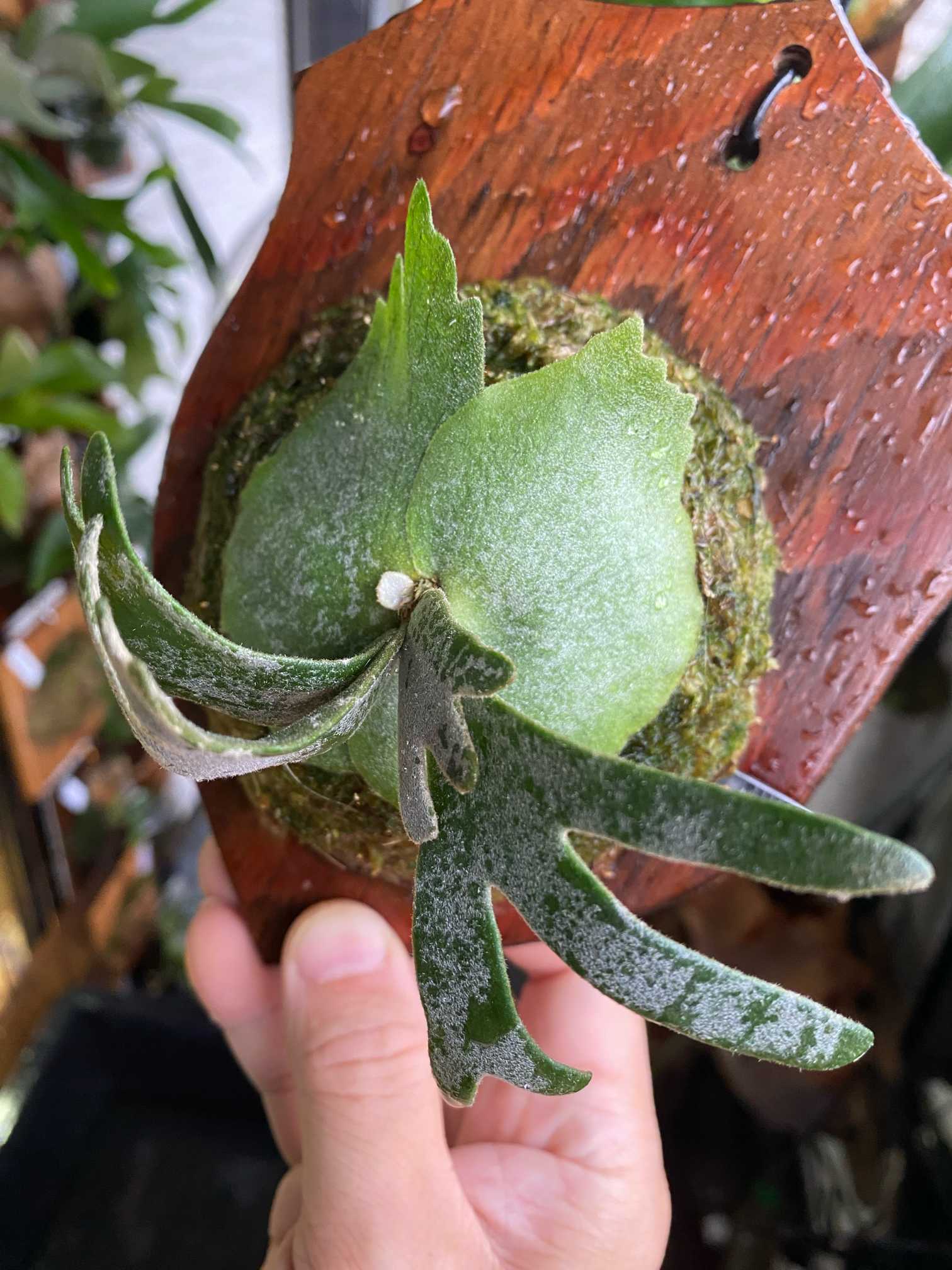 P. willinckii 'Bacteria' spore 成長記録 2025.6.26