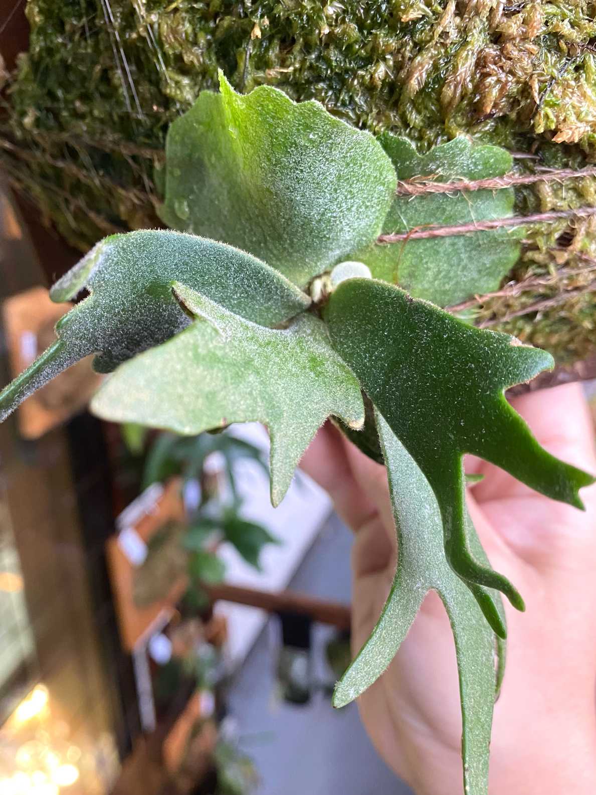 「極大サイズ」　ビカクシダP.willinckii Bacteria spore P. willinckii 'Bacteria' spore grown