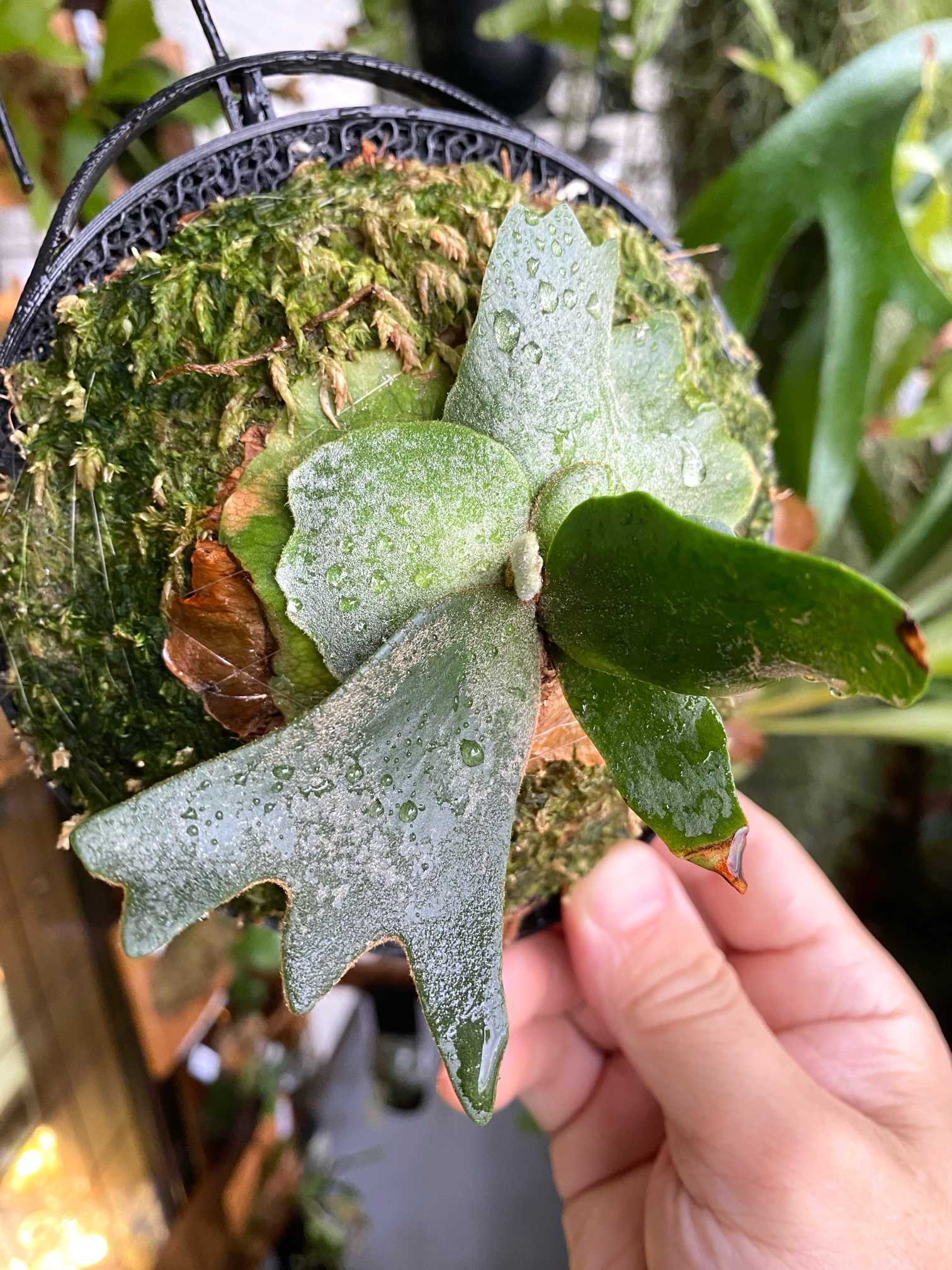 「極大サイズ」　ビカクシダP.willinckii Bacteria spore P. willinckii 'Bacteria' spore grown