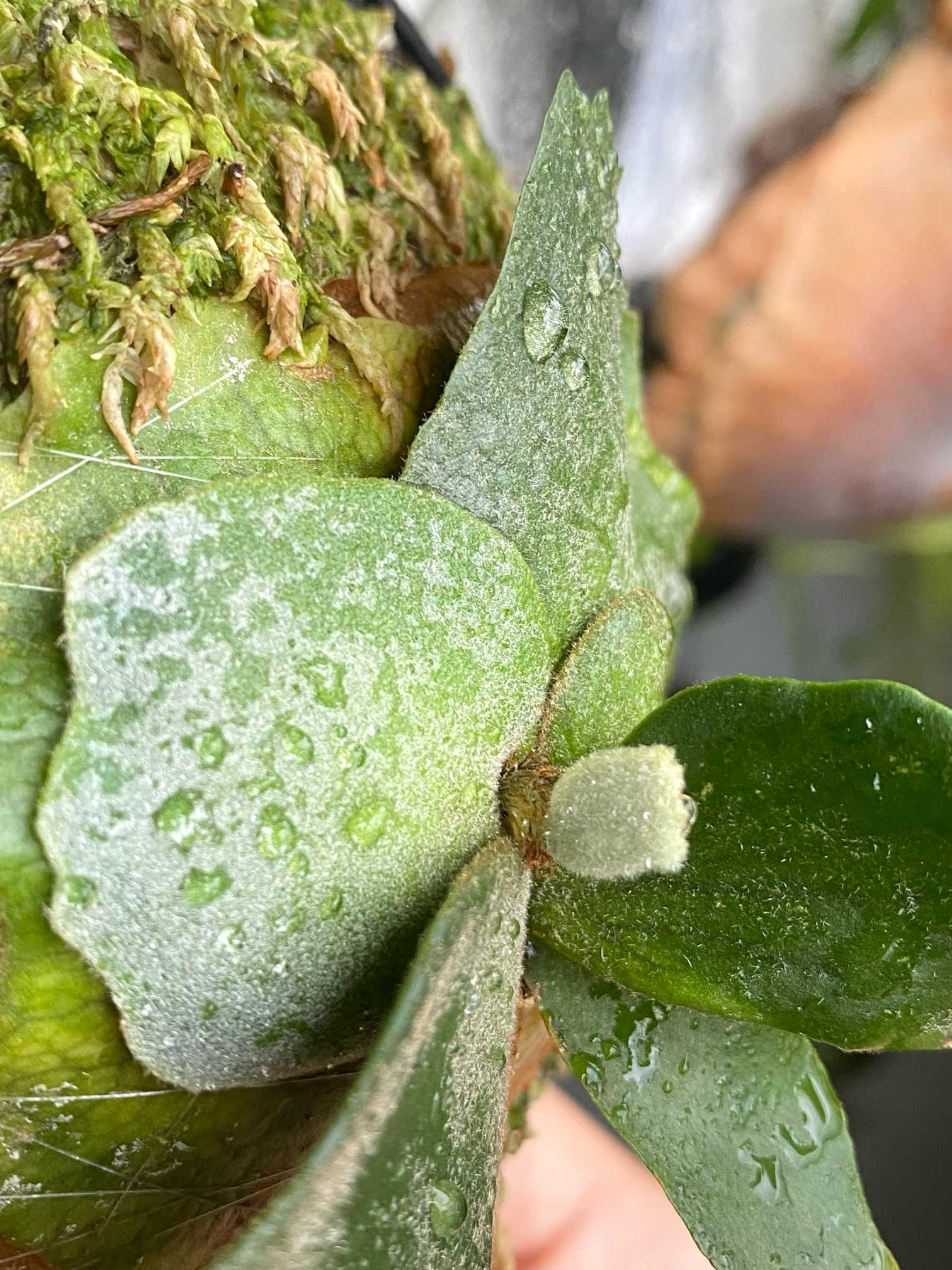 P. willinckii 'Bacteria' spore 成長記録 2025.6.26｜🍀GreenSnap