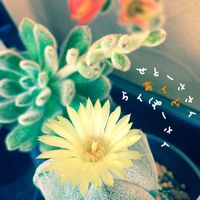 サボテン,セトーサ,エケベリア セトーサ,三角白ランポー玉,鸞鳳玉(らんぽうぎょく)の画像