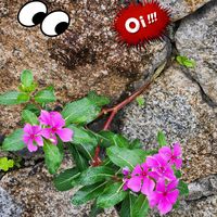ツルニチニチソウ,ツルニチニチソウ,ヒメヒオウギ,紫の花,花のある暮らしの画像