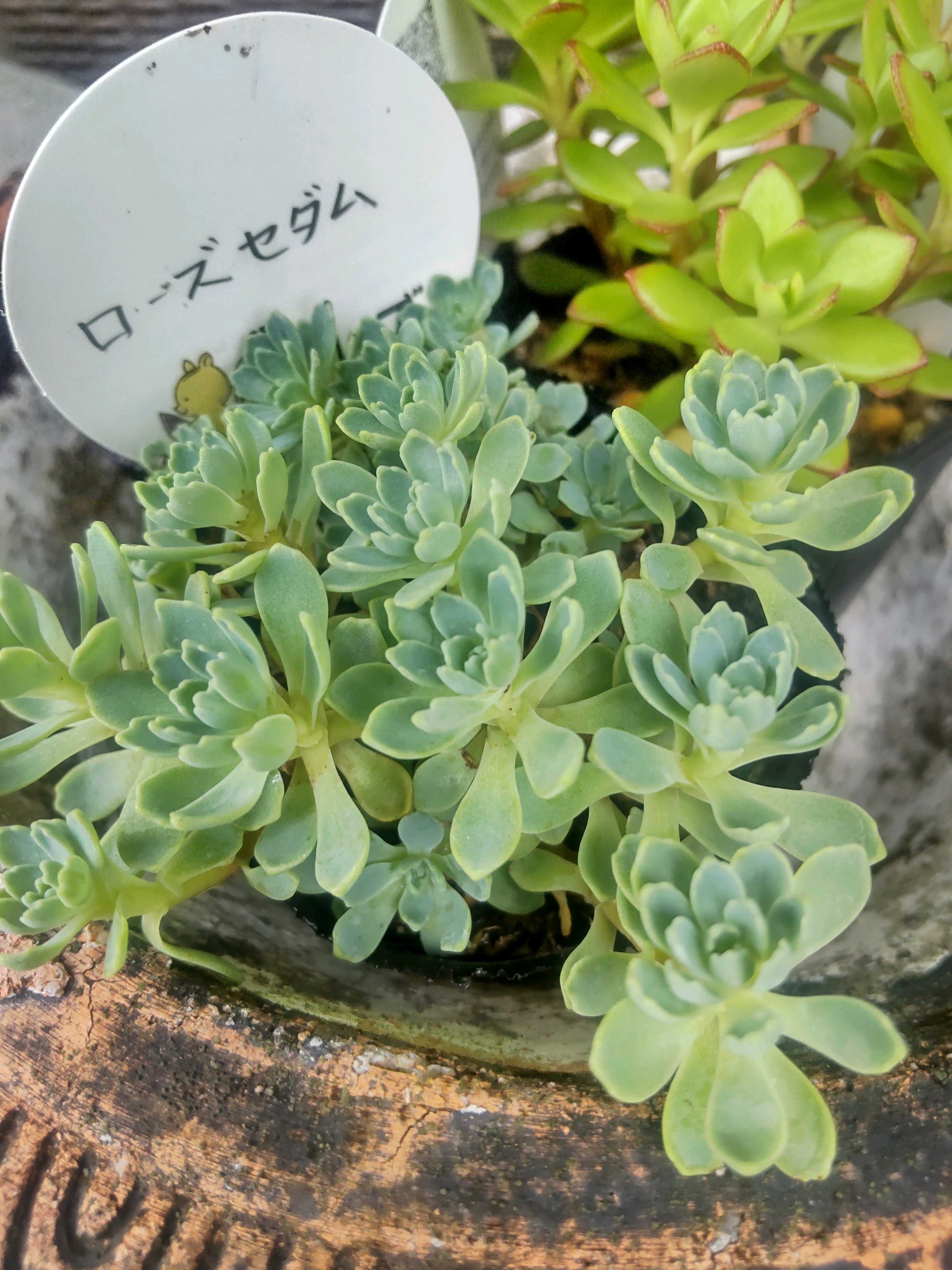 くまこさま　ローズセダム　　4 くまこさま ローズセダム 4 51+nBILAM8L._UF350,350_QL50_.jpg