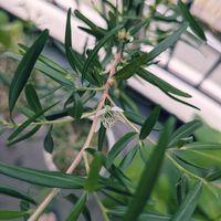 レモンティーツリーの画像