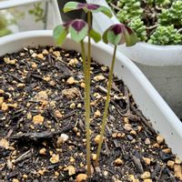 ラッキークローバー,オキザリス・テトラフィラ,ありがとう♡,GSミニモニ。,ニョロン(26日)の日の画像