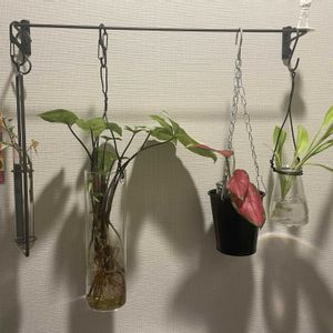 水耕栽培,トイレ,虫嫌い,こっそりスターウォーズの画像