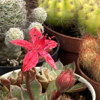 ベルム,キングスター,花のある暮らし,緑のある暮らし,多肉植物のある暮らしの画像