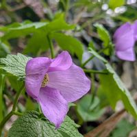 シラネアオイ,山野草,野の花山の花の画像