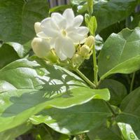 マツリカ,マツリカ,茉莉花,白い小花,香る花の画像