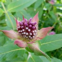 モナルダ,これは何だろうなぁ。。,モナルダ(ベルガモット),ヤグルマハッカ,タイマツバナの画像