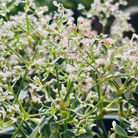 イタリアンパセリ,トマト,大根,ユーフォルビア スターブラスト,花のある暮らしの画像