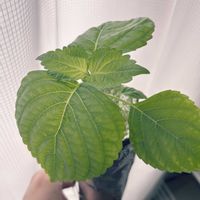 ベビーリーフ,サラダ菜,サラダ菜,えごま,えごまの画像