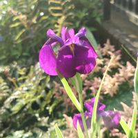 ハナショウブ,山野草,野草,園芸の画像