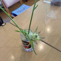 テトラゴナの画像